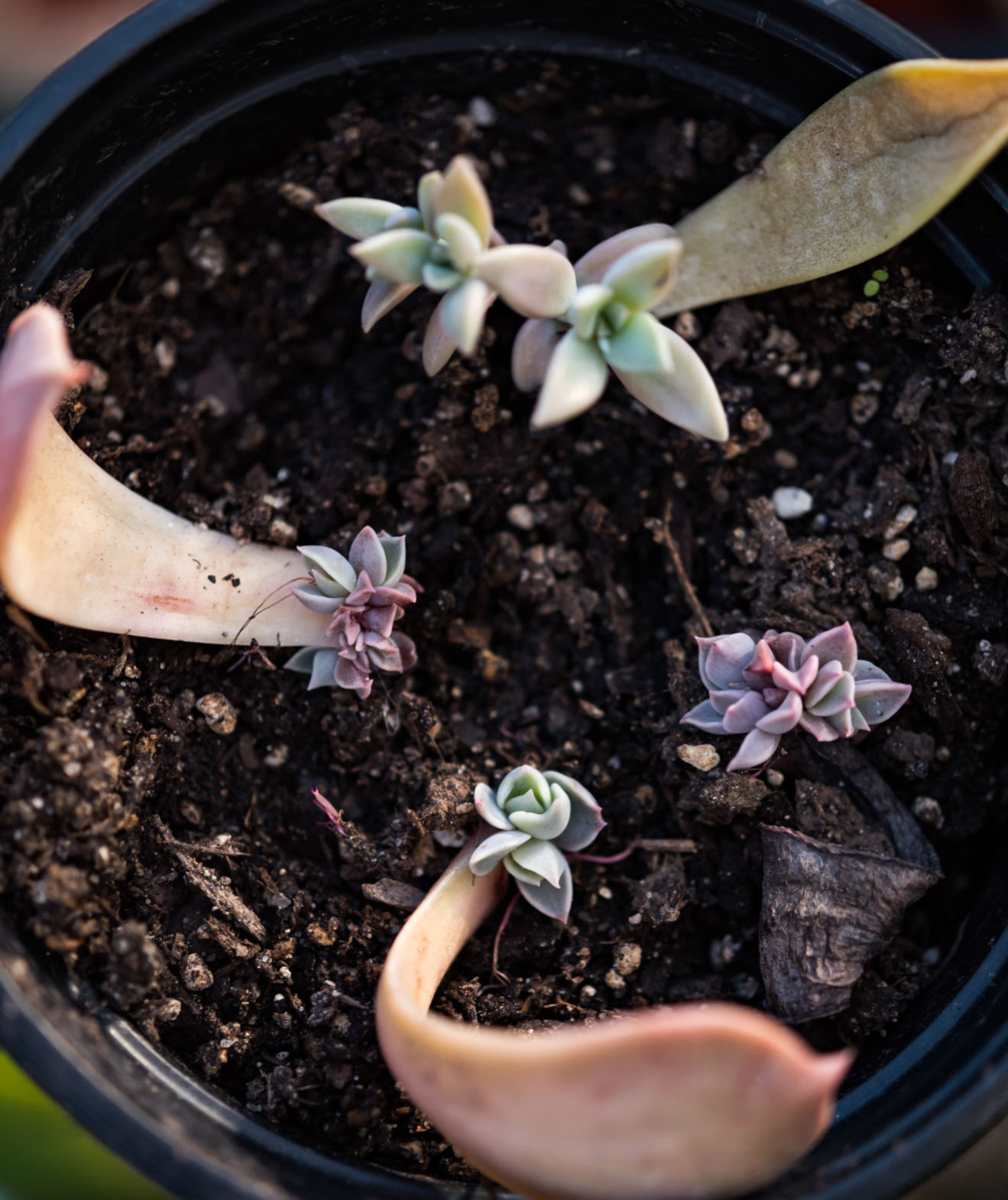 Plant Love
